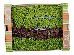 Vňať - Shiso mix vanička ,I.Tr
