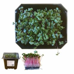 Microgreens Reďkovka ružová, vanička MyGreenBox
