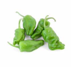 Paprika Padrone, I.trieda